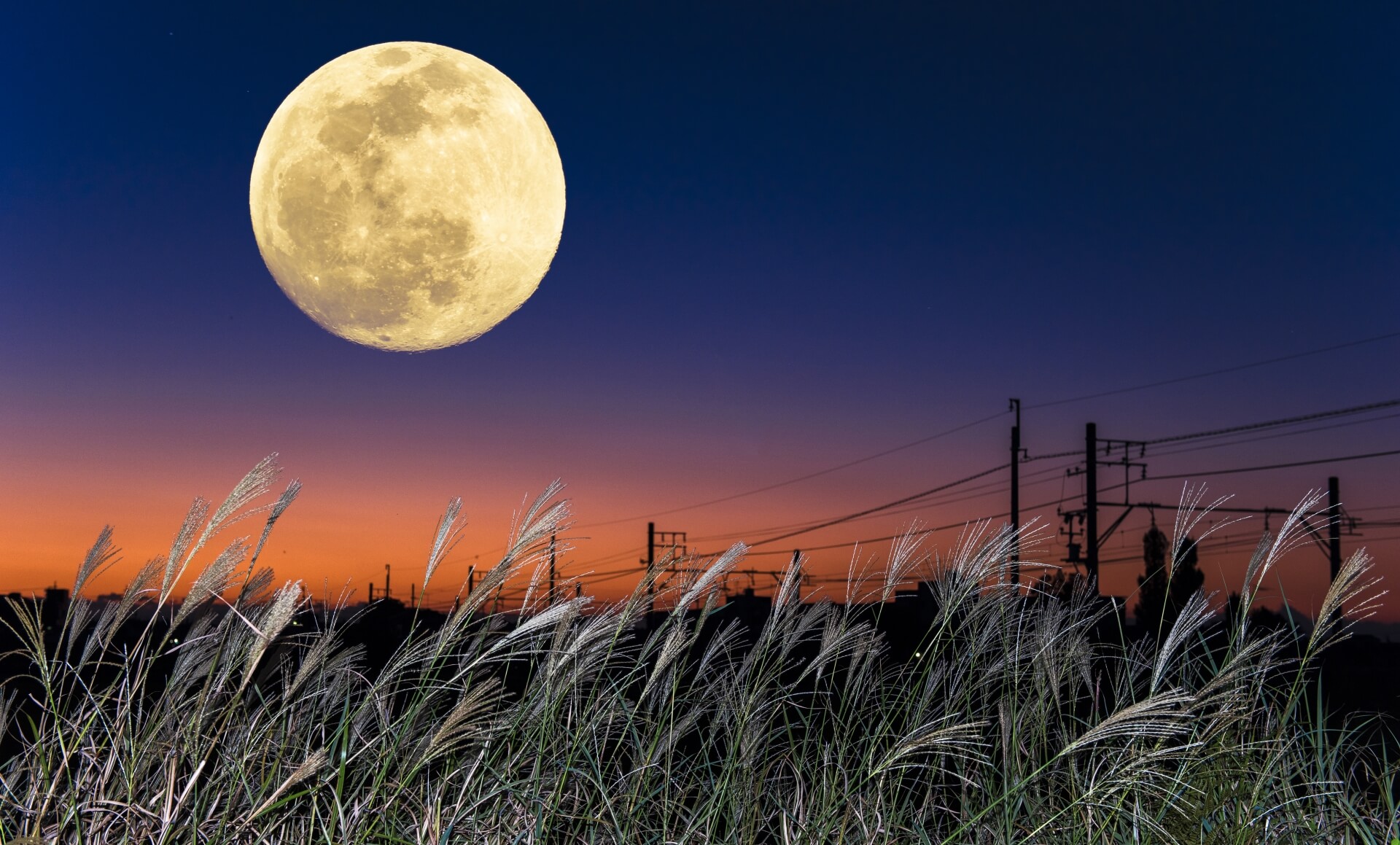 スピードワゴン小沢は何をした？ダウンタウンプラスで復帰出来ない理由とは？