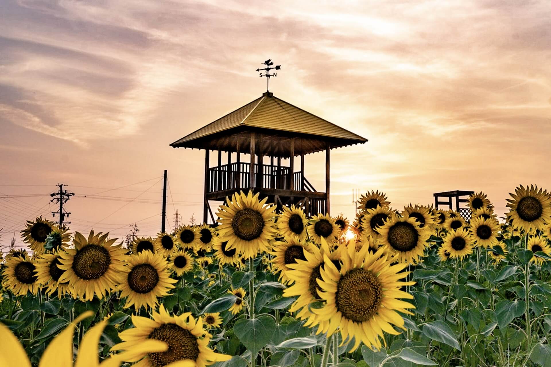 永野芽郁は復帰してほしい？賛成派反対派どっちが多い？