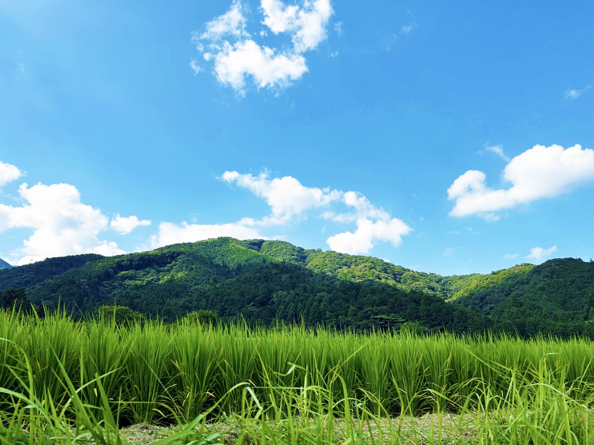 松岡昌宏　会社退所で鉄腕ダッシュはどうなる？今後の出演は？