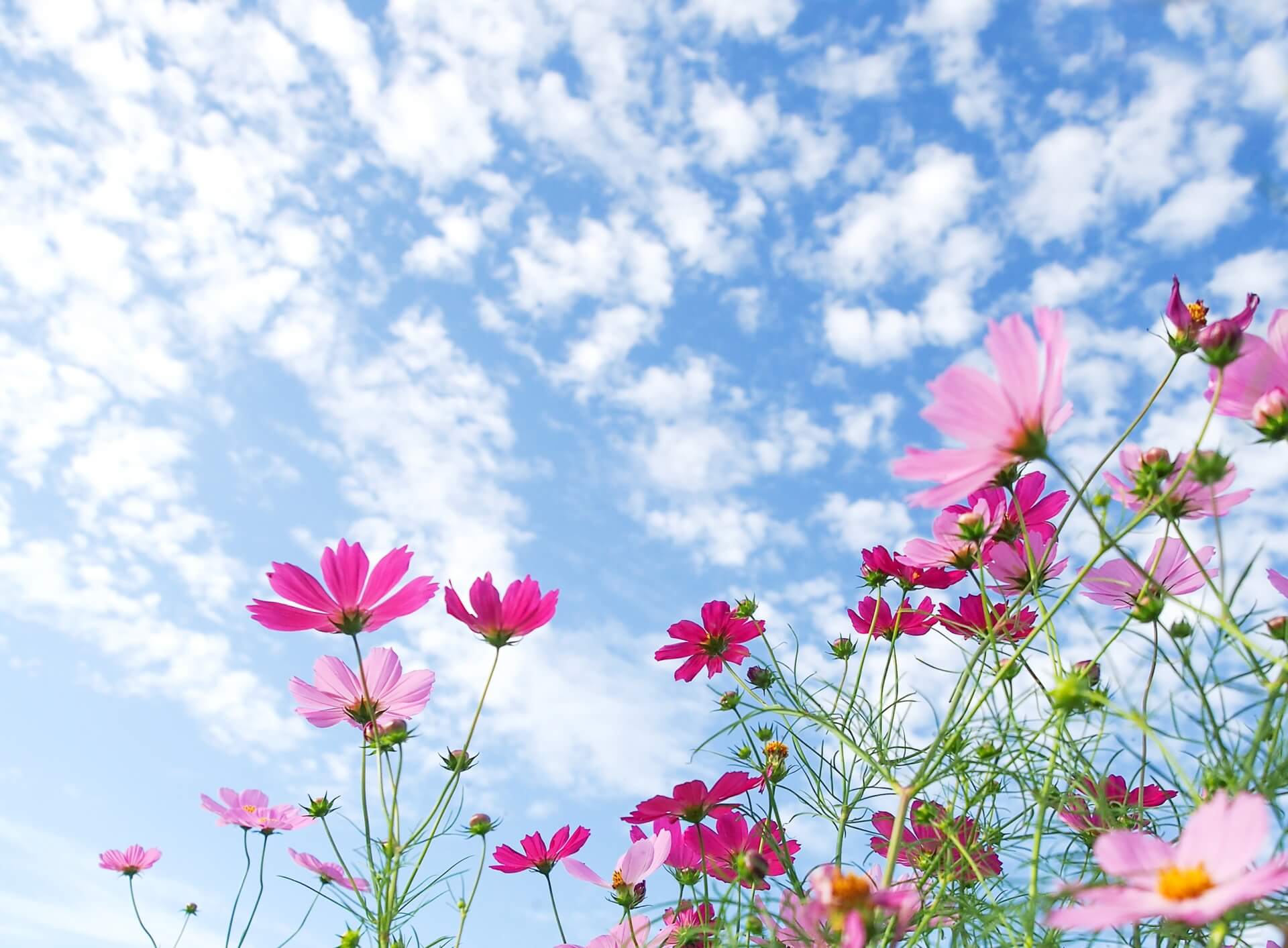 河合優実が山口百恵を完コピして話題になっている理由とは？