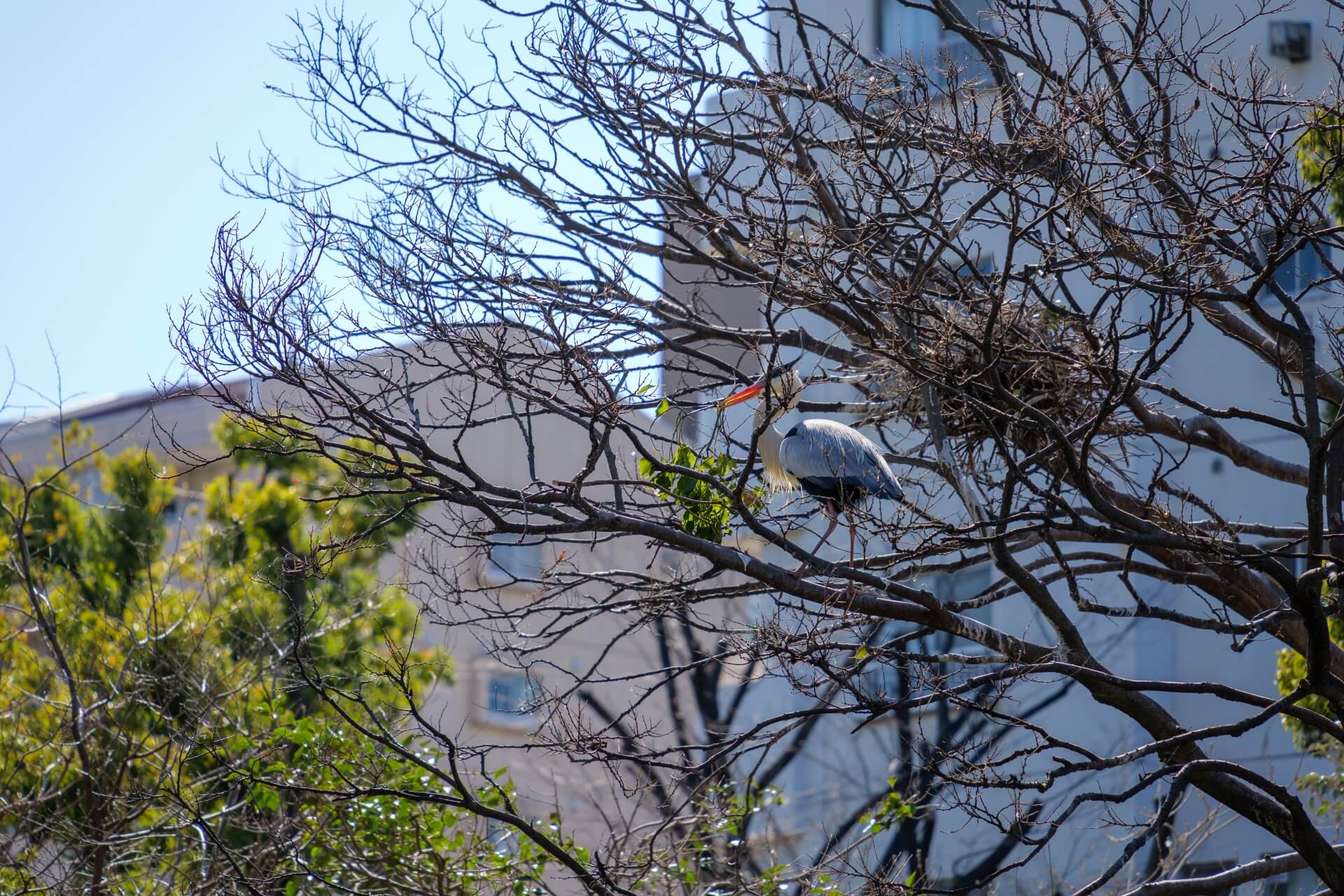 FUJIWARA　バイオハザード実況が炎上で動画を削除？