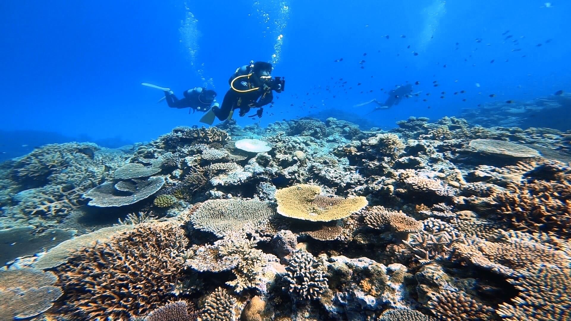 ナスDの現在の仕事は？