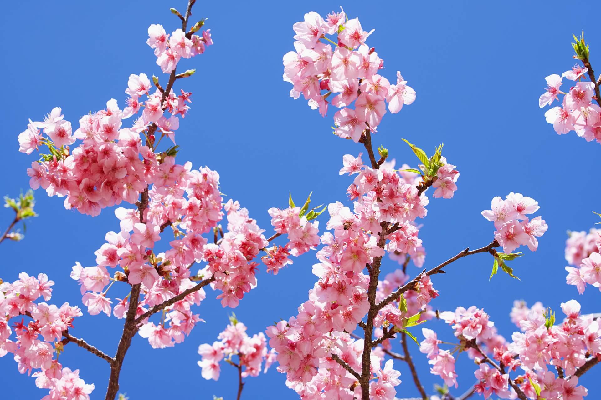 きしたかの「揺れながら落ちるなよ！」元ネタは？どういう意味？