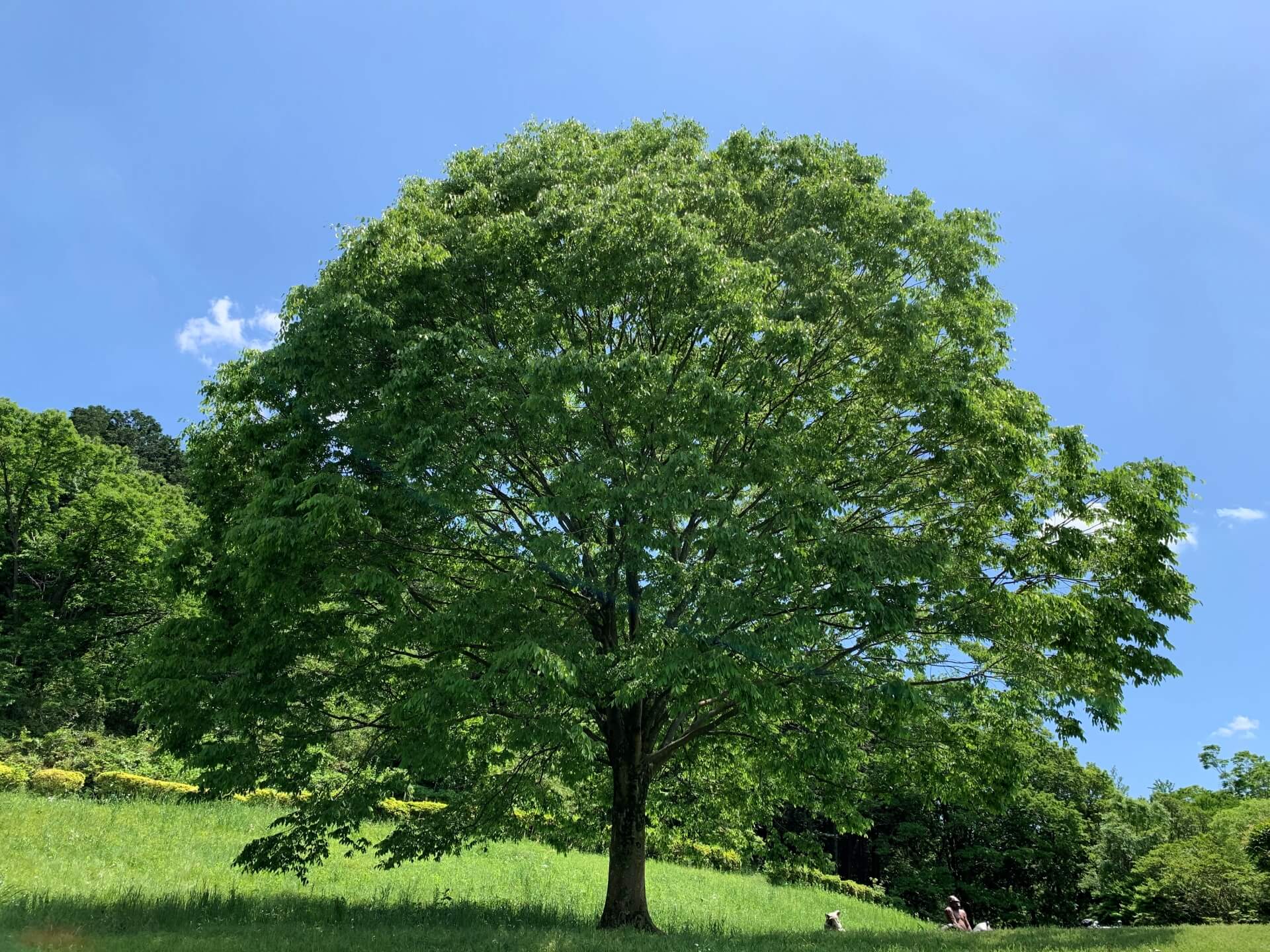 三上真奈の結婚相手は？小川泰弘と伊野尾慧との関係は？