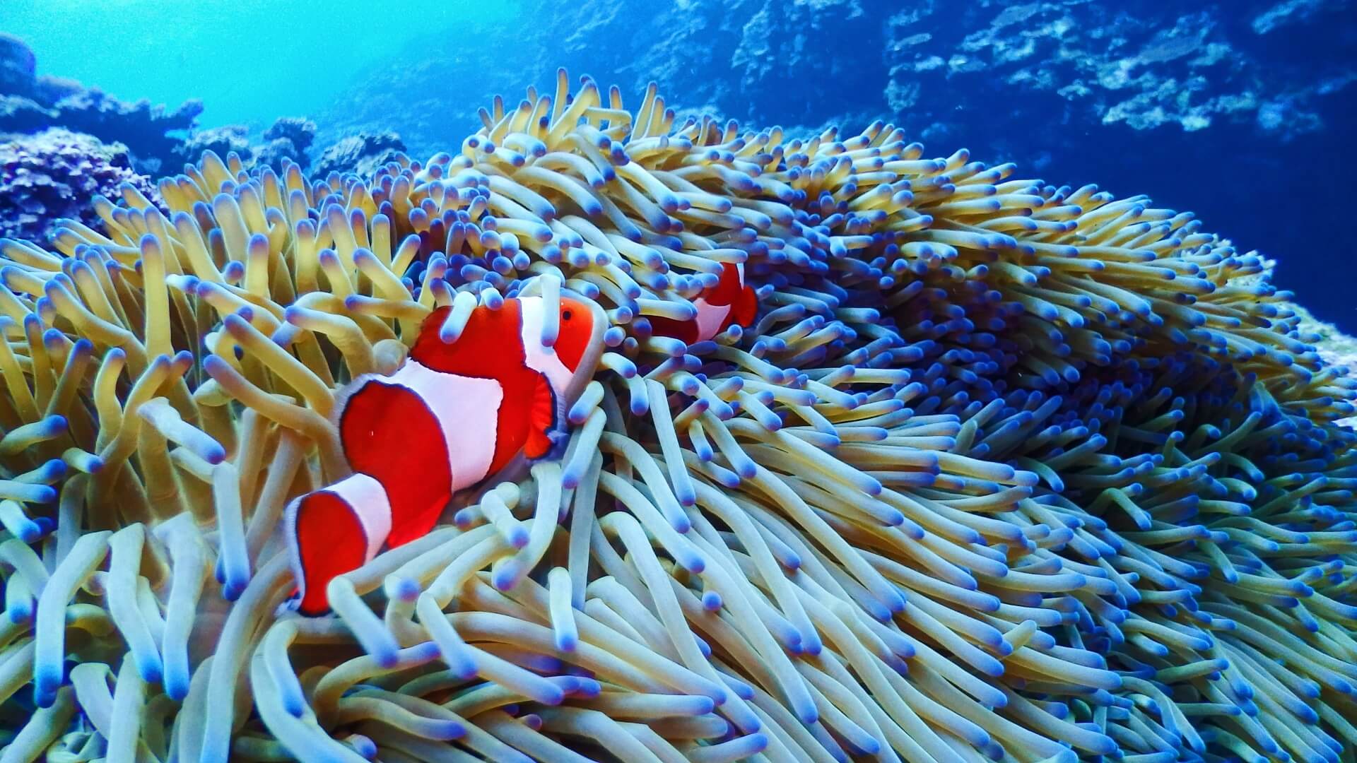 チャンカワイがイッテQに出ない理由は？水族館プロジェクトなぜ終了した？
