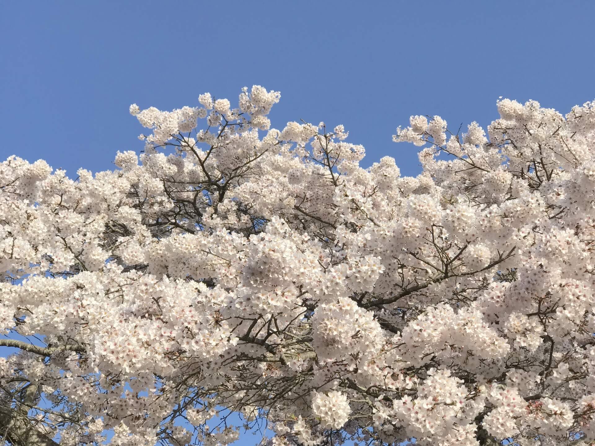 足立梨花 最近見ない理由は？志村けんのコメントで干されたのか？